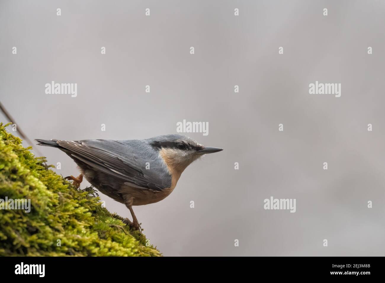 Eurasian nuthatch, Wood nuthatch, Sitta europaea, clinging to a branch Stock Photo