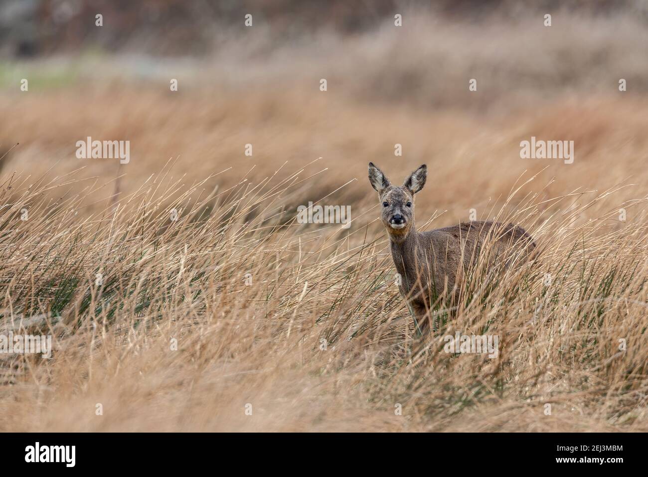 Roe deer (Capreolus capreolus), Islay, Scotland, UK Stock Photo