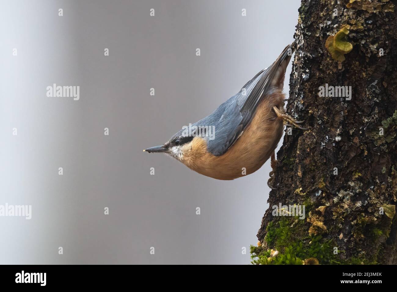 Eurasian nuthatch, Wood nuthatch, Sitta europaea, clinging to a branch Stock Photo