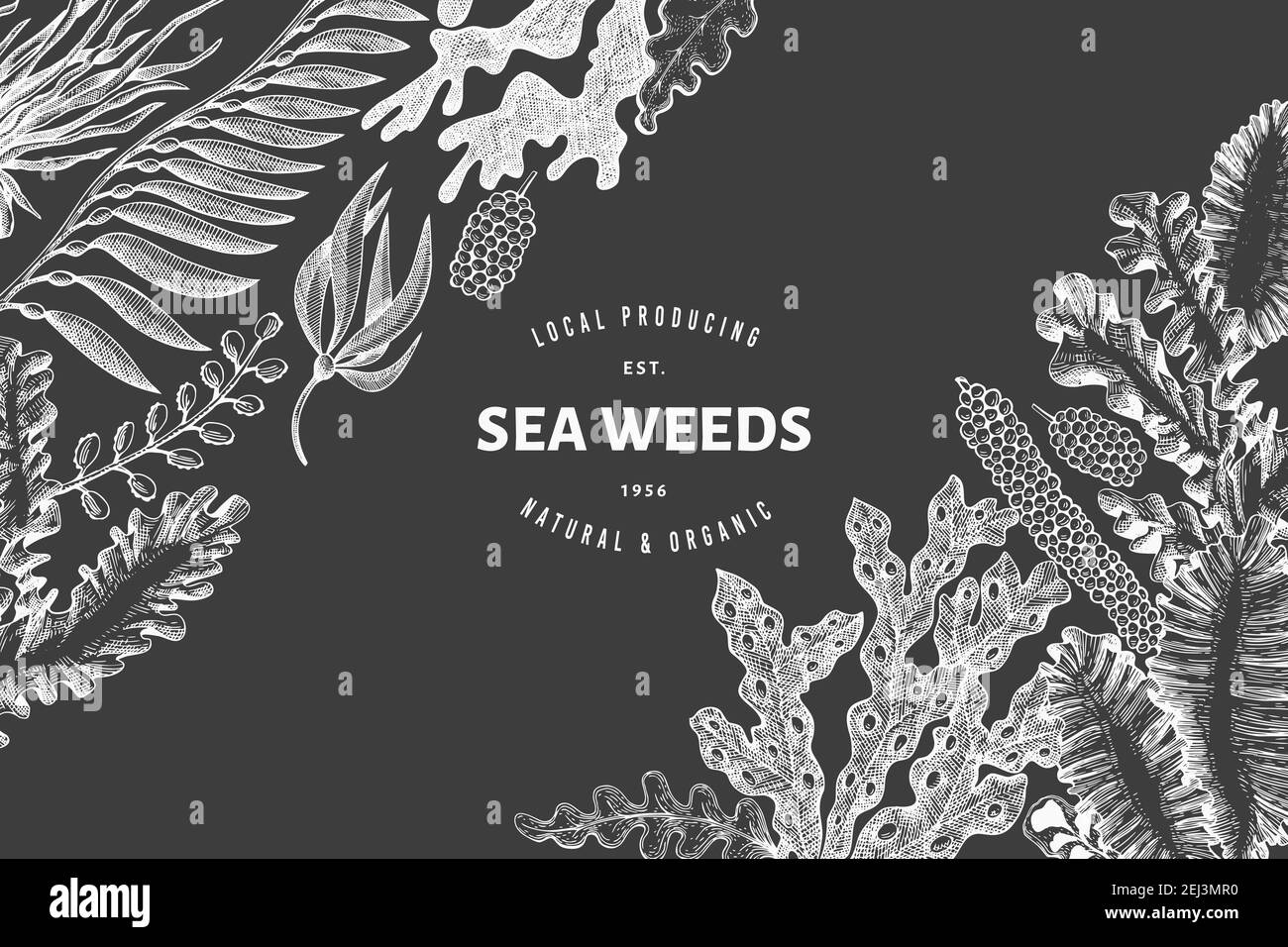 Seaweed design template. Hand drawn vector seaweeds illustration on chalk board. Retro style sea food banner. Vintage sea plants background Stock Vector