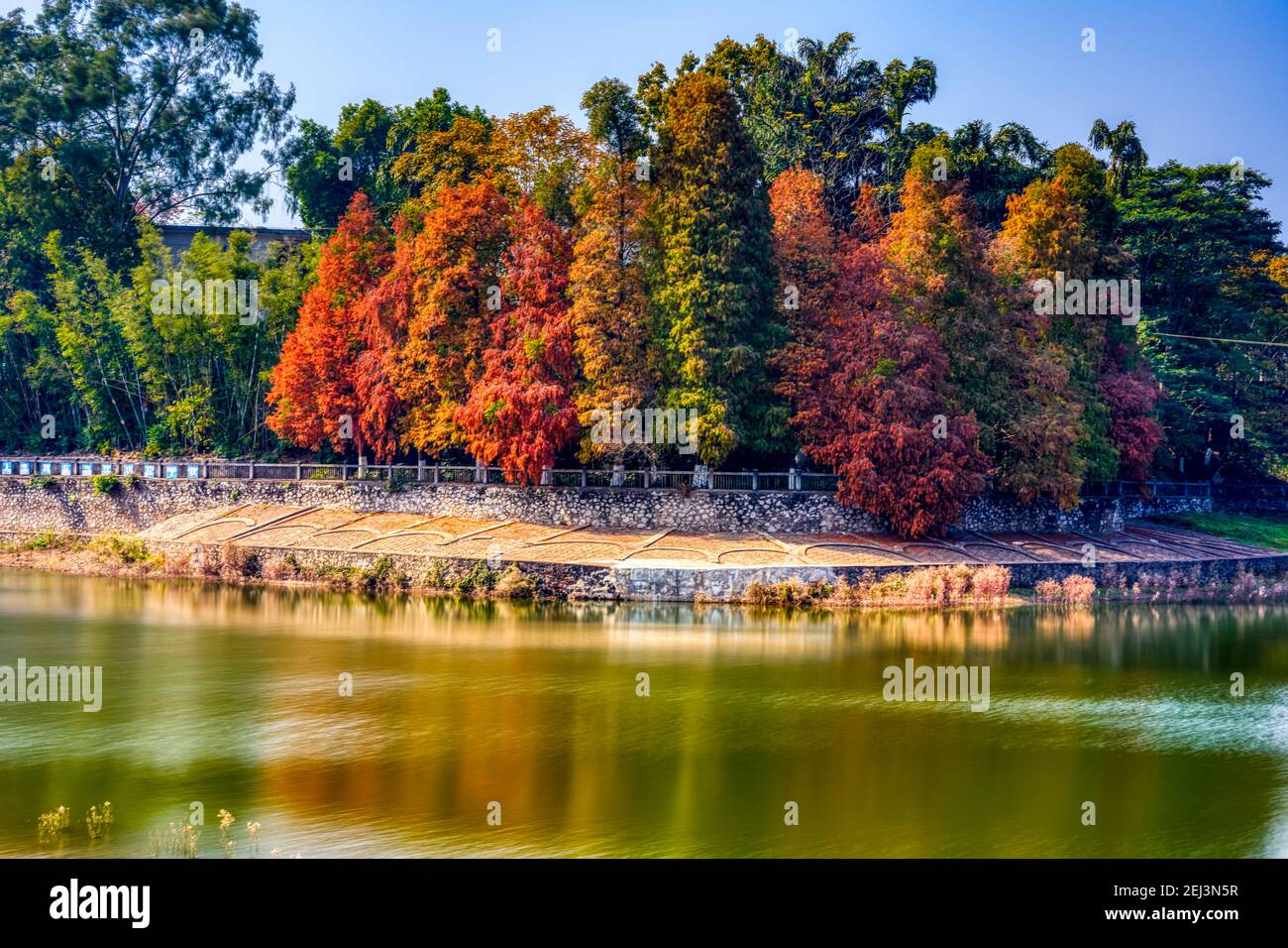 Red maple tree forest by the water in autumn, autumn scenery Stock ...