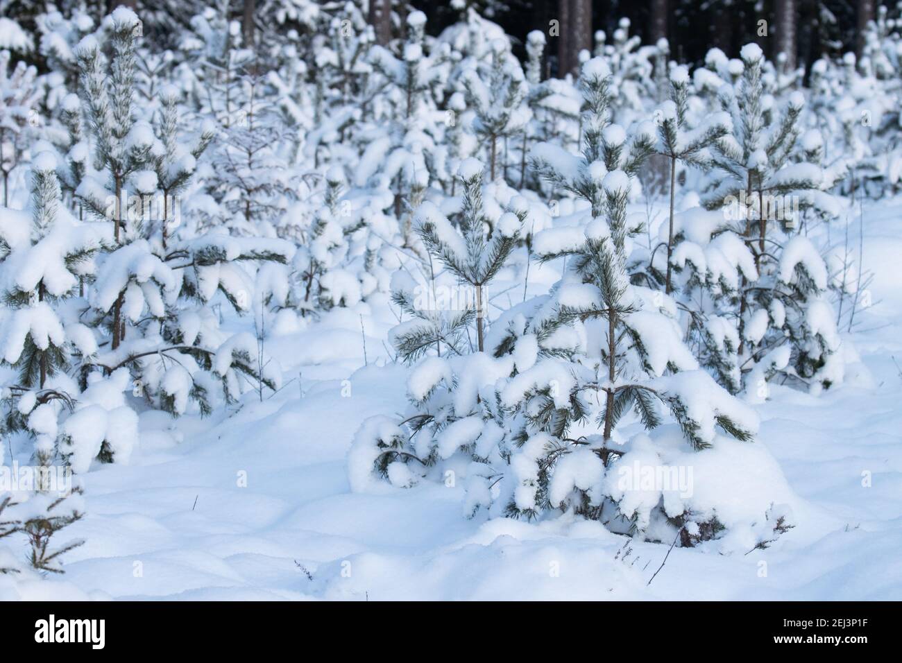 Small and young Baltic pine or Scots pine, Pinus sylvestris trees on a forest land during a snowy winter in Estonia, Northern Europe. Stock Photo