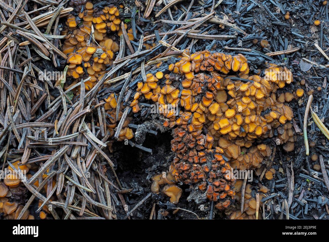 The Anthracobia nitida is an inedible mushroom , an intresting photo Stock Photo