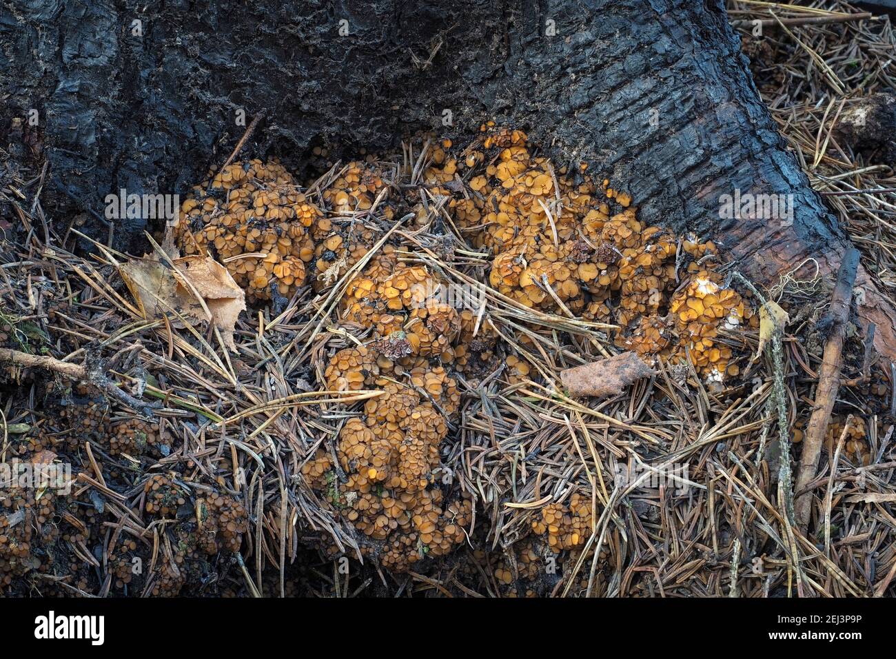 The Anthracobia nitida is an inedible mushroom , an intresting photo Stock Photo