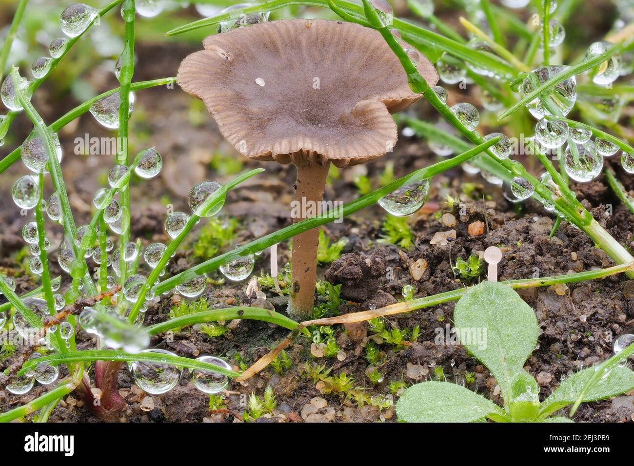The Arrhenia griseopallida is an inedible mushroom , an intresting photo Stock Photo