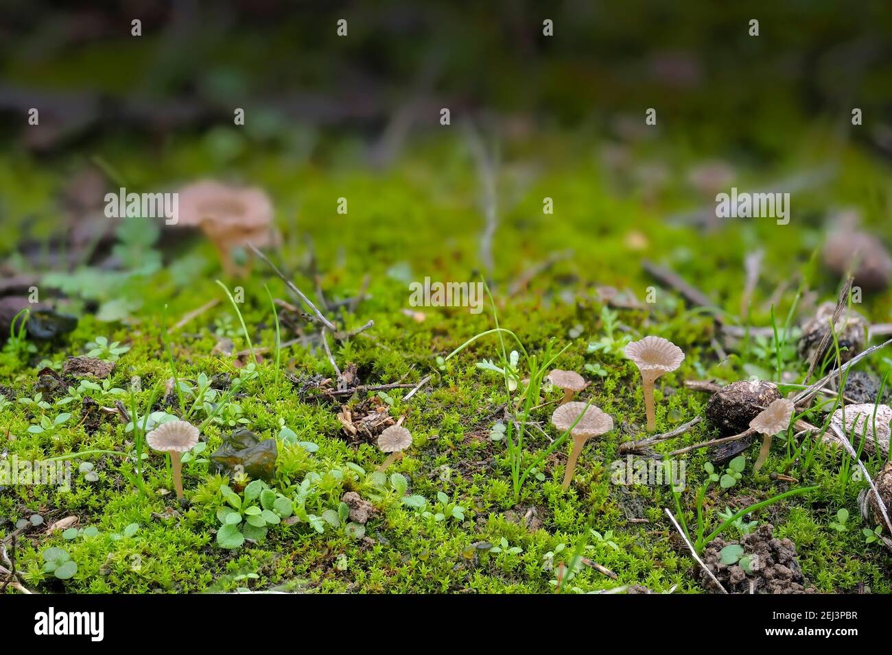 The Arrhenia rickenii is an inedible mushroom , an intresting photo Stock Photo