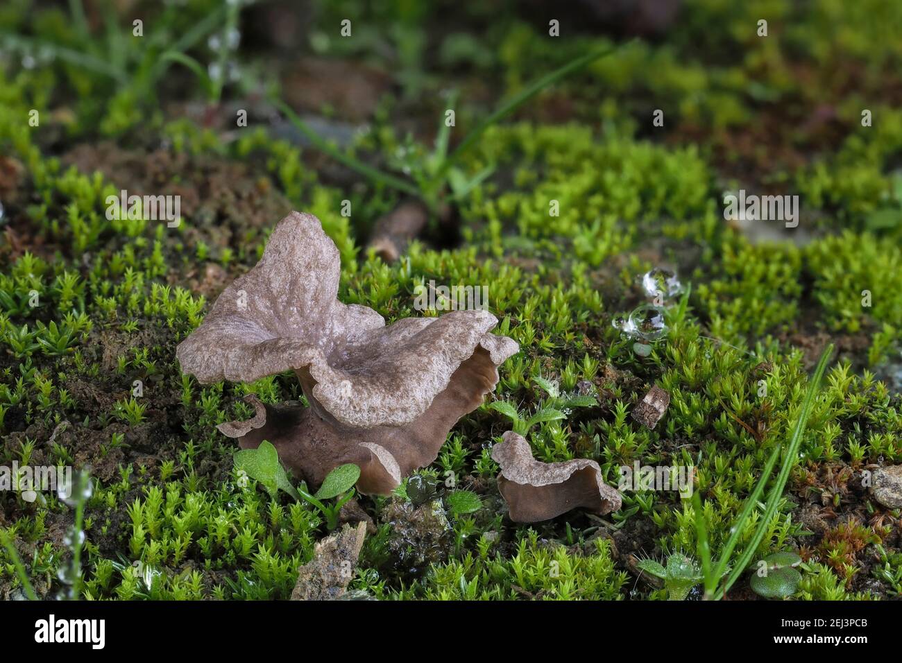 The Arrhenia spatulata is an inedible mushroom , an intresting photo Stock Photo
