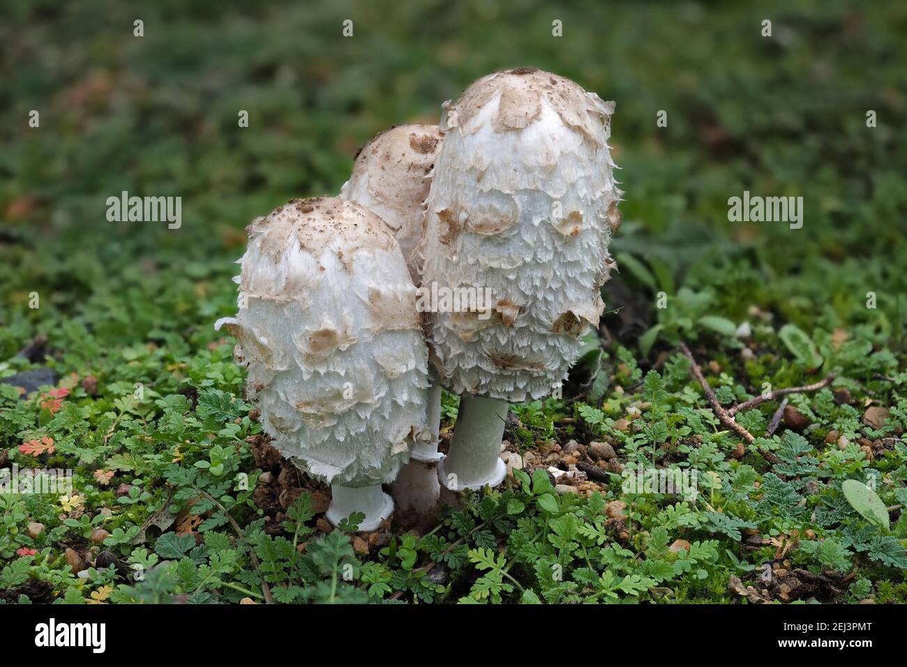 The Shaggy mane (Coprinus comatus) is an edible mushroom , an intresting photo Stock Photo