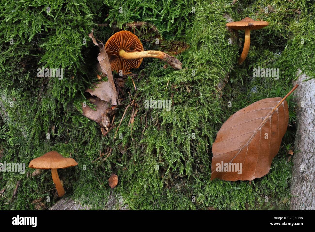 The Cinnamon Webcap (Cortinarius cinnamomeus) is an poisonous mushroom , an intresting photo Stock Photo