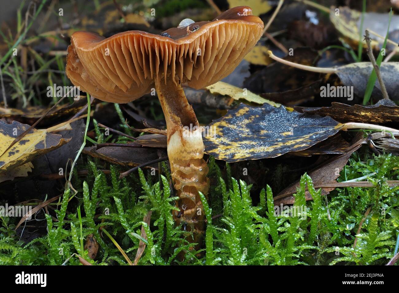 The Girdled Webcap (Cortinarius trivialis) is an poisonous mushroom , an intresting photo Stock Photo
