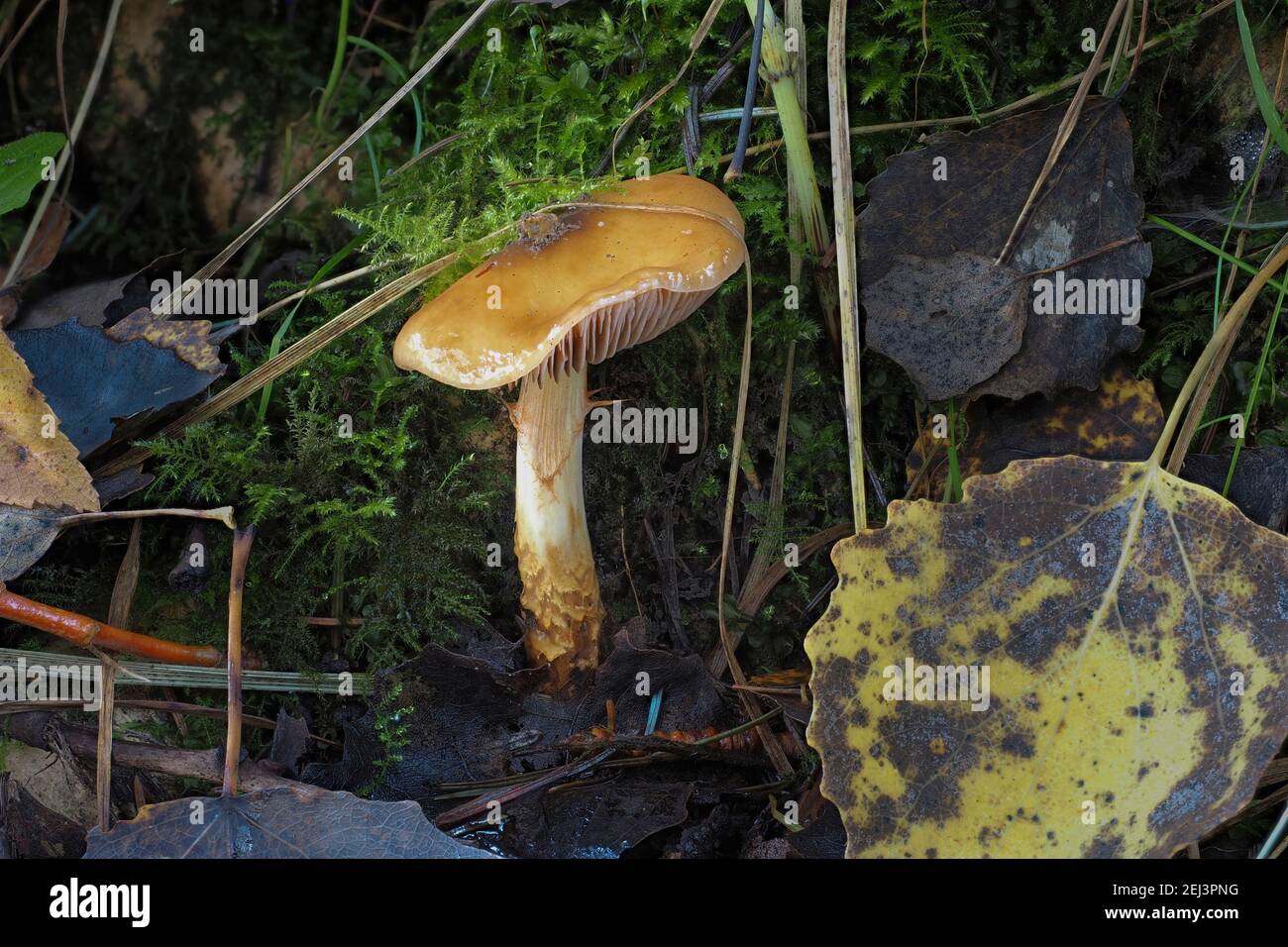The Girdled Webcap (Cortinarius trivialis) is an poisonous mushroom , an intresting photo Stock Photo