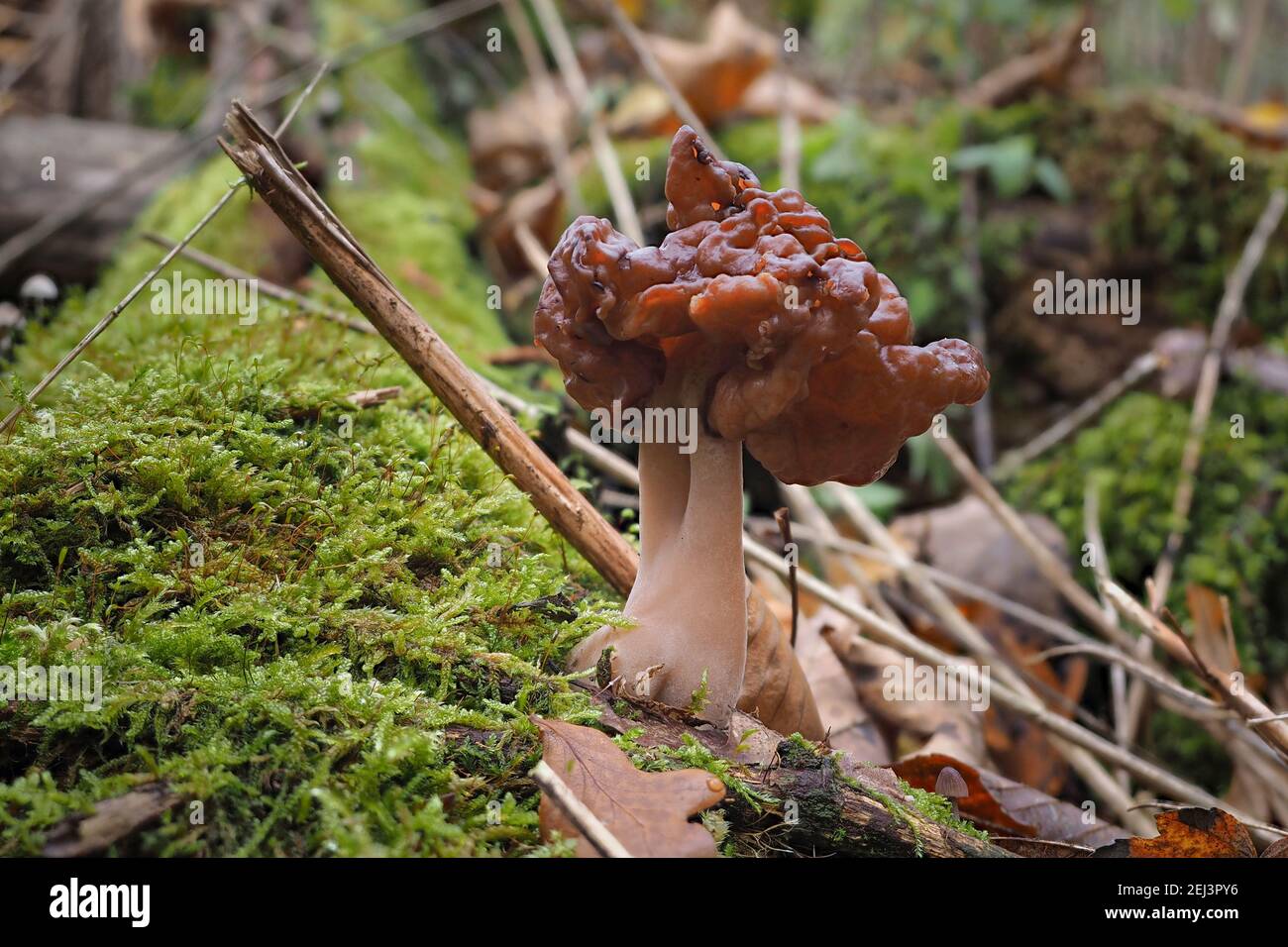 The hooded false morel (Gyromitra infula) is a deadly poisonous mushroom , an intresting photo Stock Photo