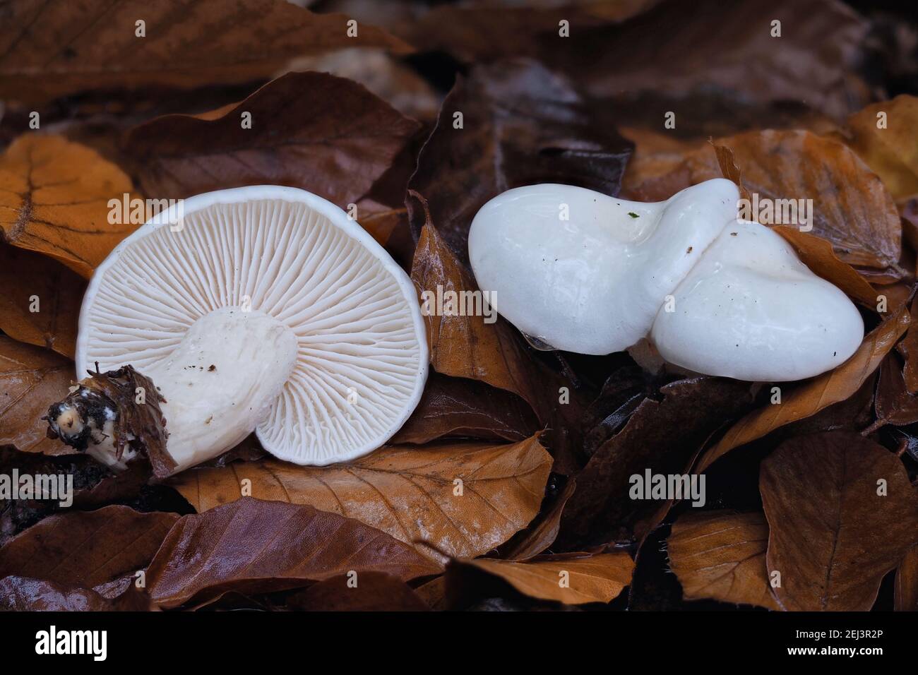 The Ivory Woodwax (Hygrophorus eburneus) is an edible mushroom , an intresting photo Stock Photo