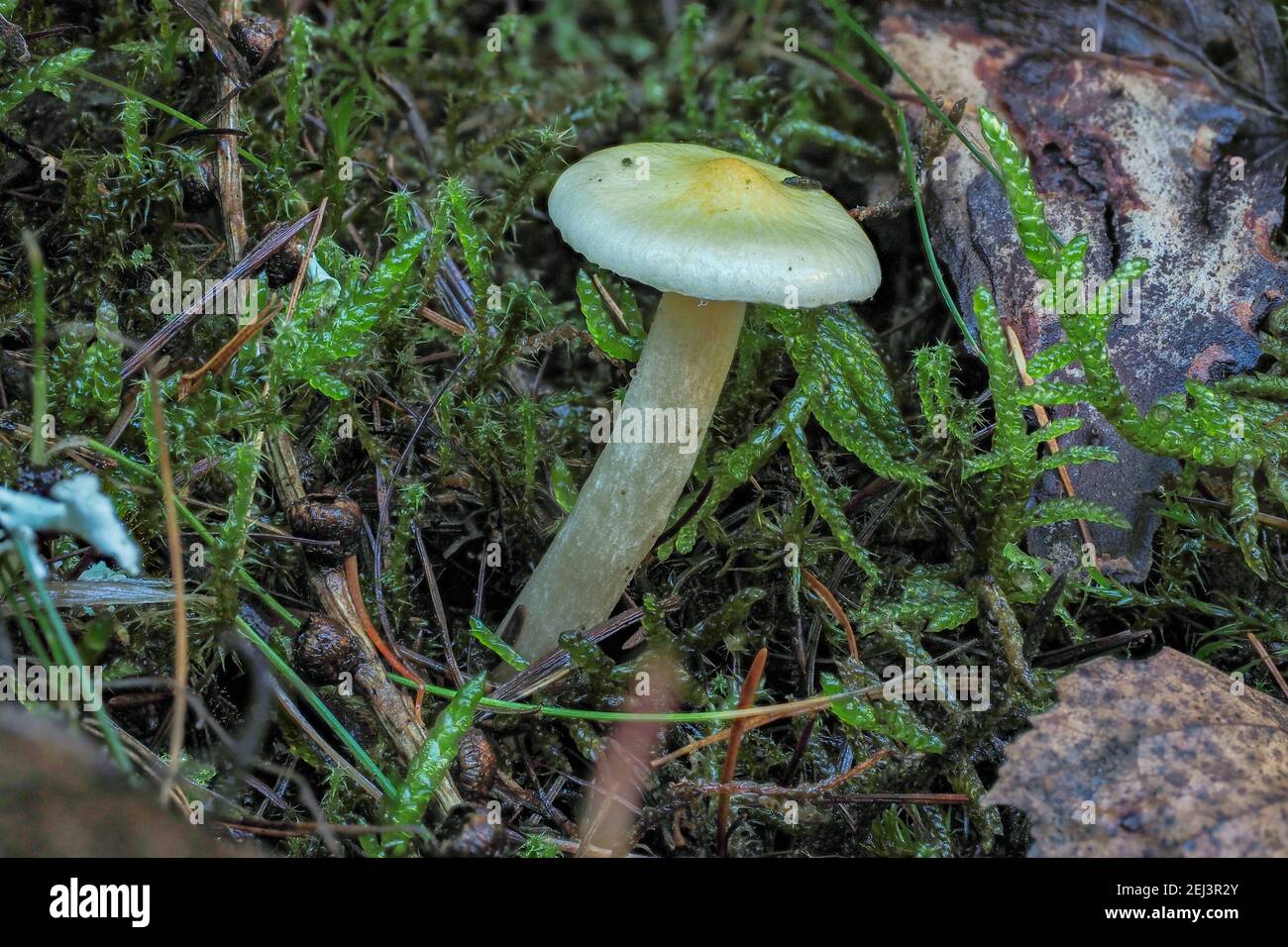 The Larch Woodwax (Hygrophorus lucorum) is an edible mushroom , an intresting photo Stock Photo