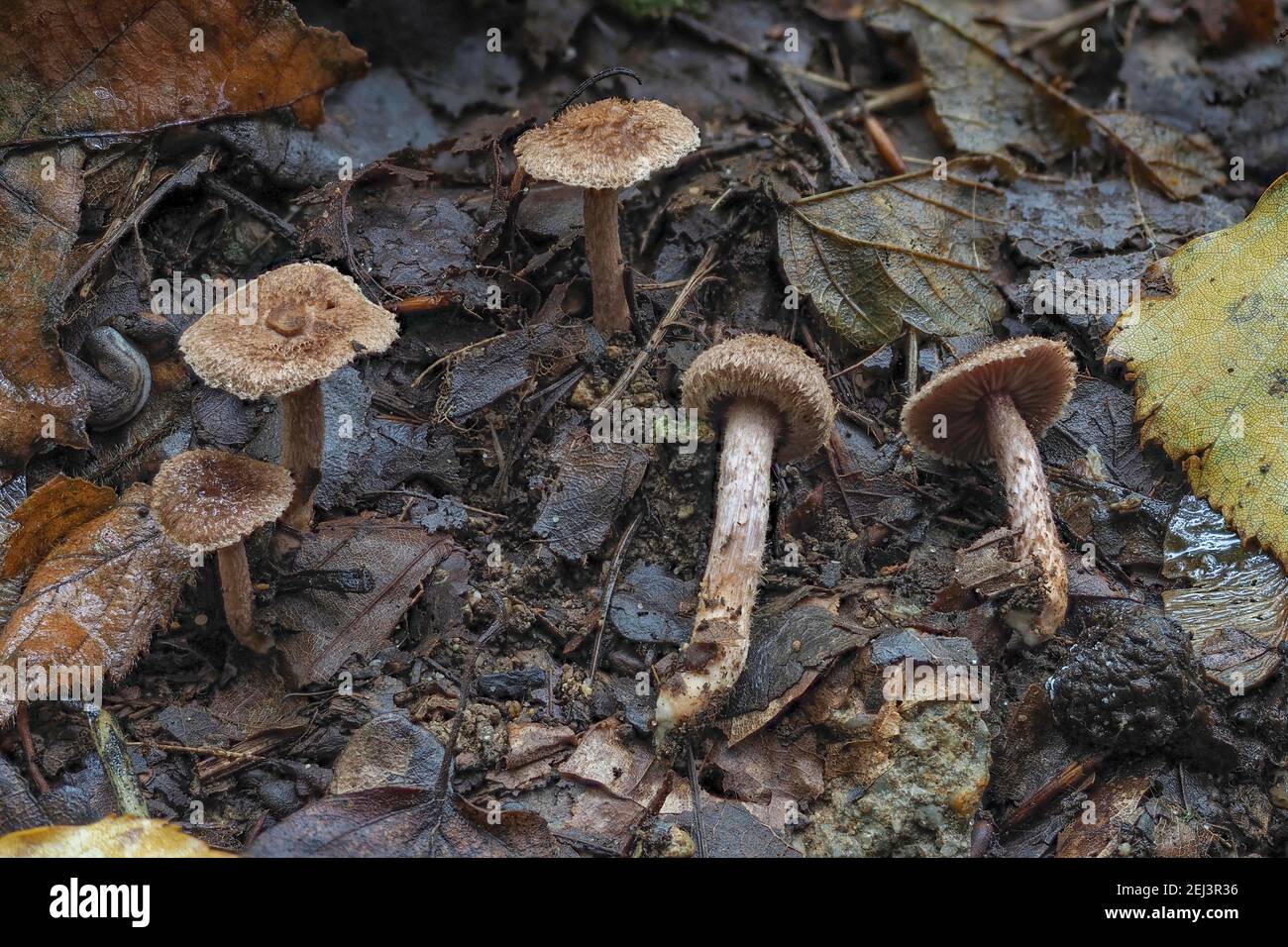 The Collared Fibrecap (Inocybe cincinnata) is a inedible mushroom , an intresting photo Stock Photo