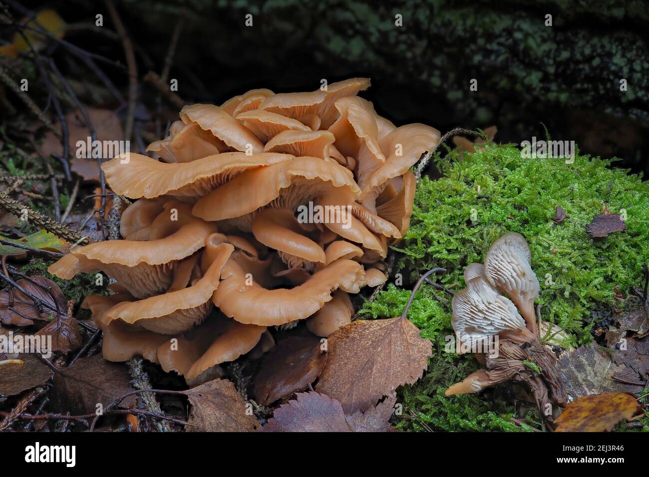 The Aniseed Cockleshell (Lentinellus cochleatus) is an edible mushroom , an intresting photo Stock Photo