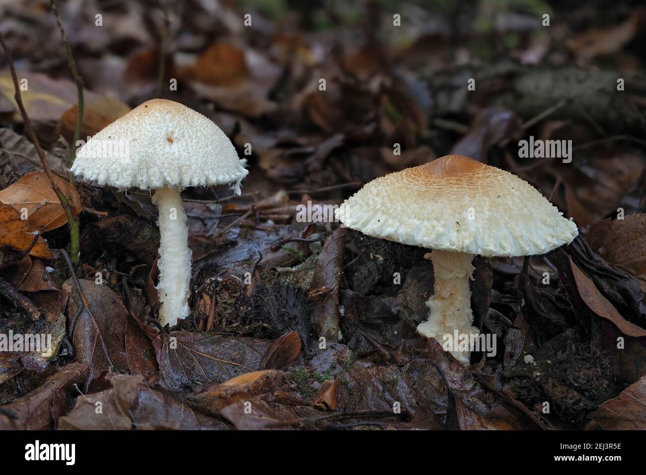 The Shield Dapperling (Lepiota clypeolaria) is a poisonous mushroom , an intresting photo Stock Photo