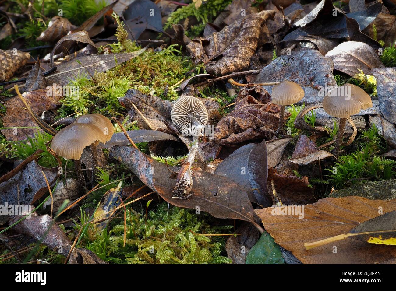 The Lyophyllum boudieri is an inedible mushroom , an intresting photo Stock Photo