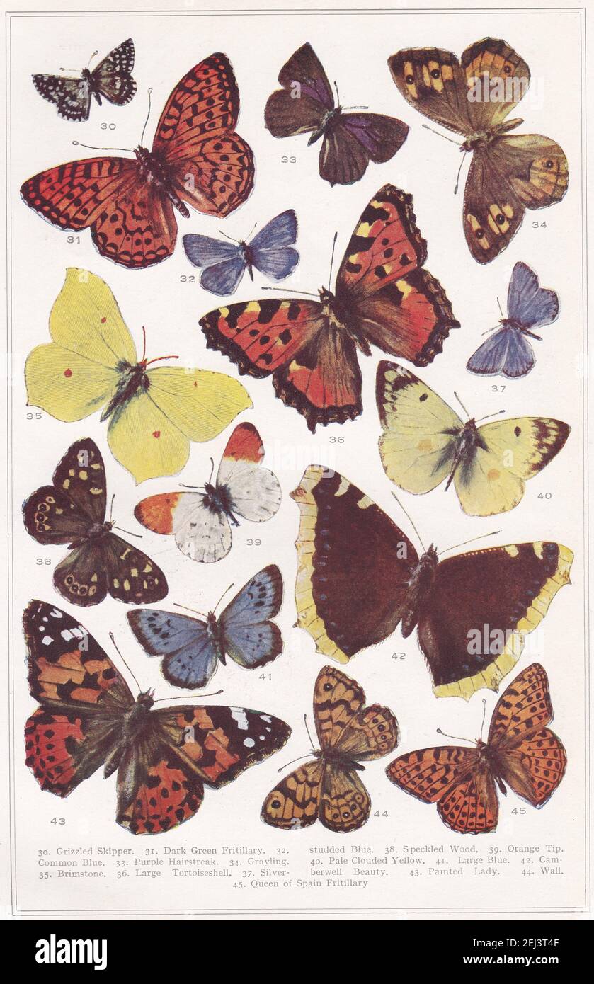 Vintage illustrations of Butterflies - Exact reproductions in colour of all the British Species 1900s. Stock Photo