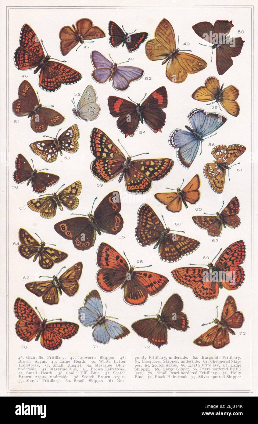 Vintage illustrations of Butterflies - Exact reproductions in colour of all the British Species 1900s. Stock Photo