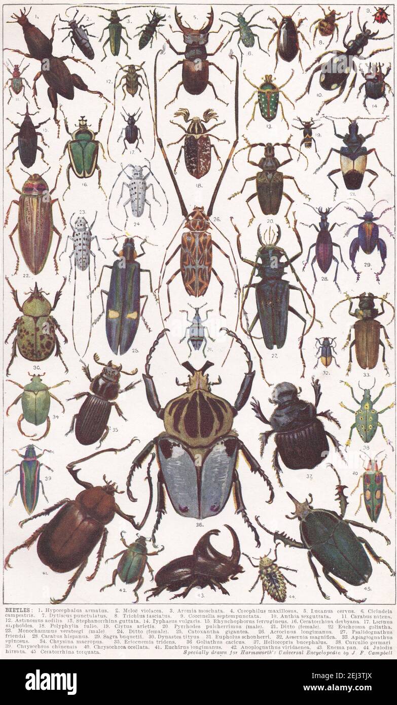 Vintage illustrations of Beetles. Stock Photo