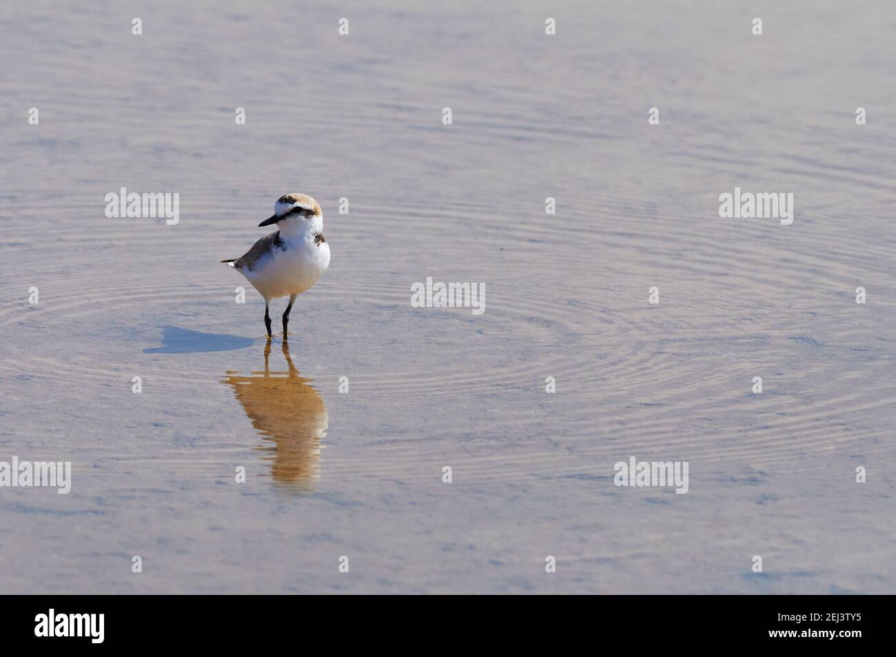 Kentish plover (Charadrius alexandrinus) male in the salt marshes of Ses Salines Natural Park (Formentera, Balearic Islands, Spain) Stock Photo