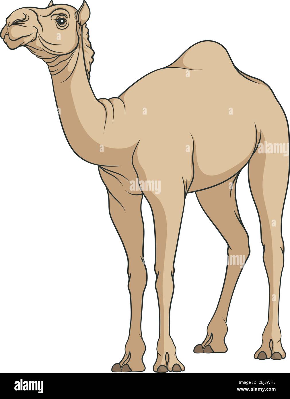 Color vector image of a camel. Isolated object on a white background. Stock Vector