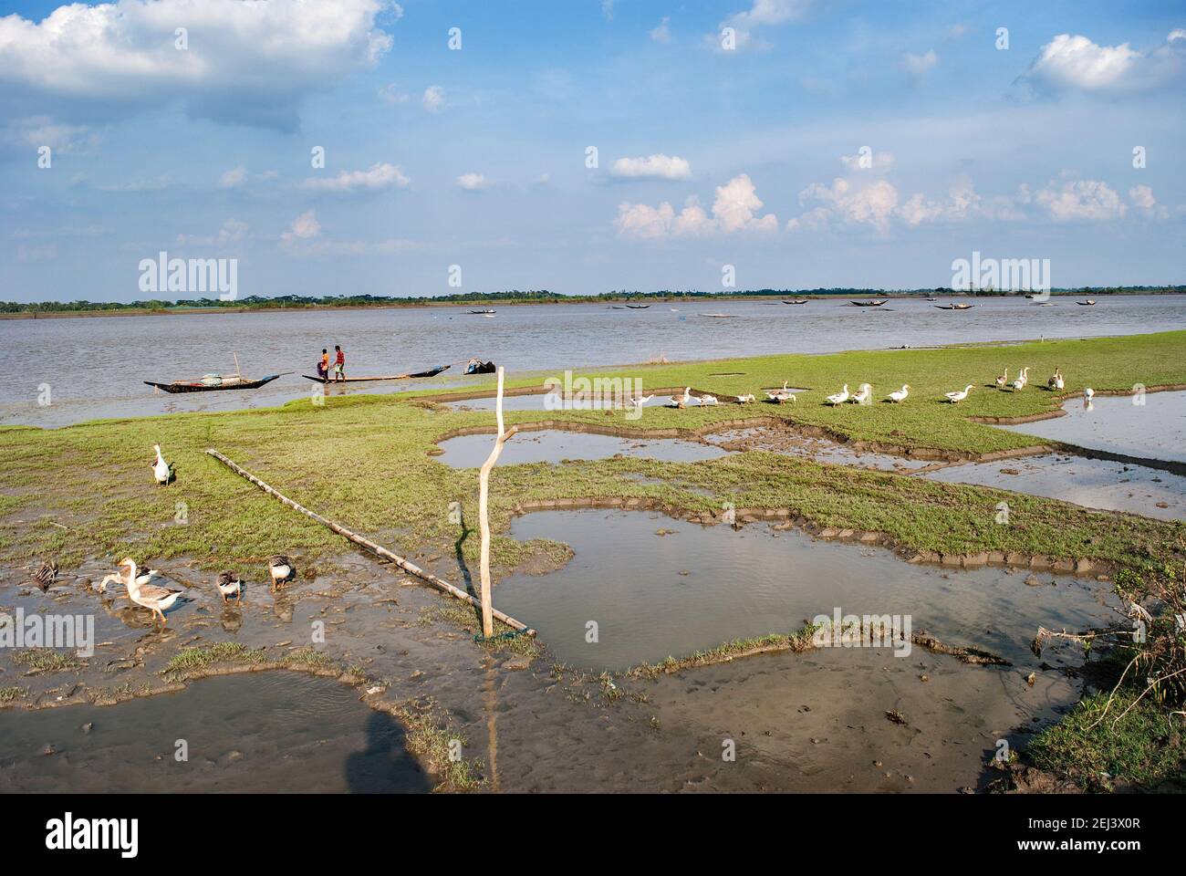 Swans on the bank of Rupsha River at Khulna, Bangladesh Stock Photo