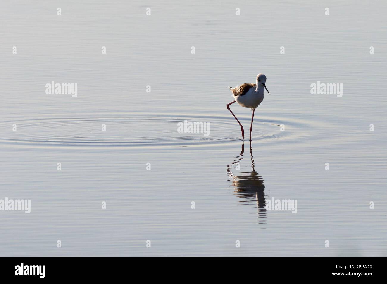 Black-winged stilt (Himantopus himantopus) in the wetlands of Estany Pudent lagoon in Ses Salines Natural Park (Formentera, Balearic Islands, Spain) Stock Photo