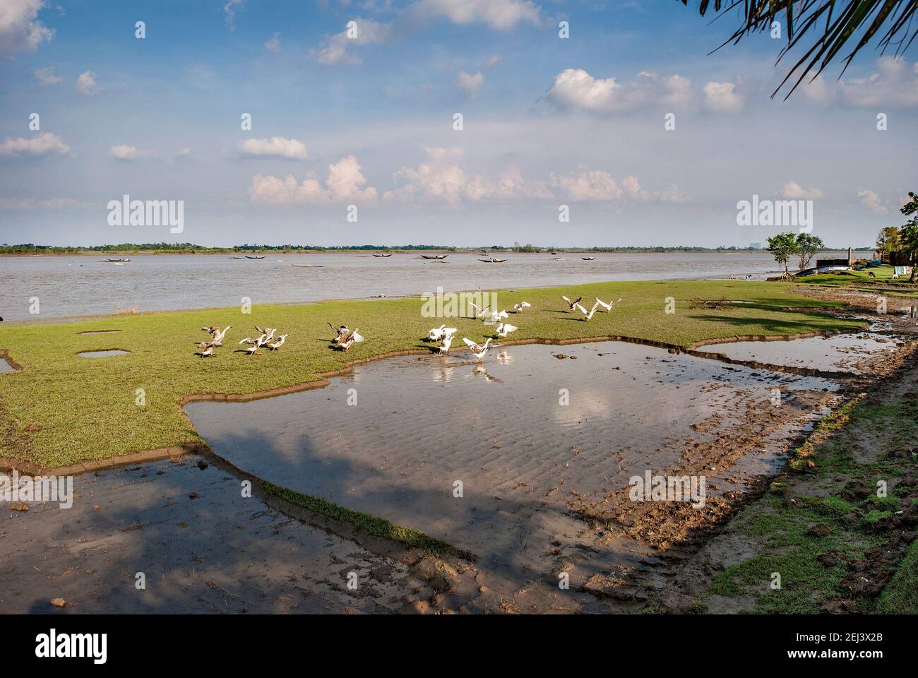 Swans on the bank of Rupsha River at Khulna, Bangladesh Stock Photo