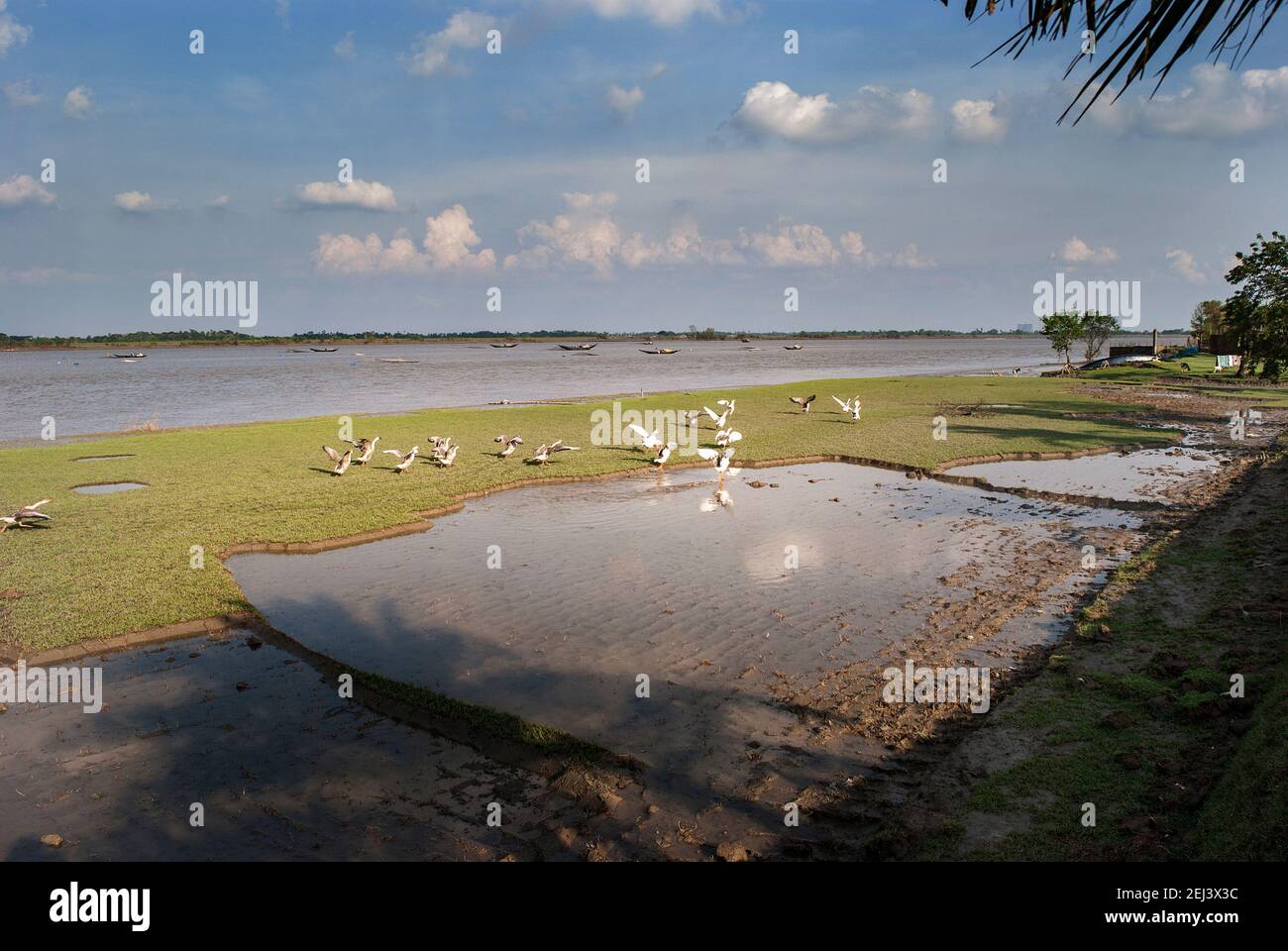 Swans on the bank of Rupsha River at Khulna, Bangladesh Stock Photo