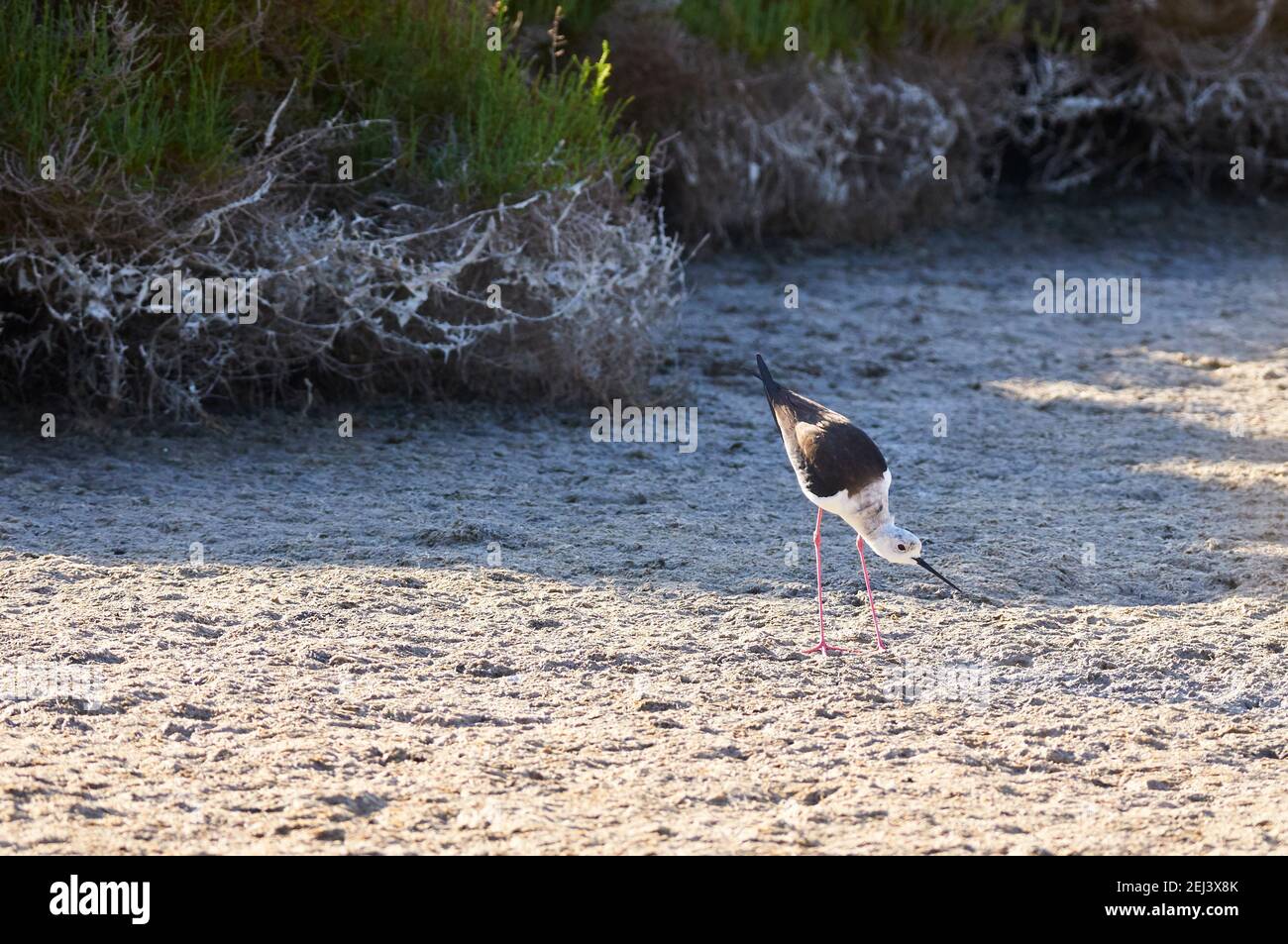 Black-winged stilt (Himantopus himantopus) in the mudflats of Estany Pudent lagoon in Ses Salines Natural Park (Formentera, Balearic Islands, Spain) Stock Photo