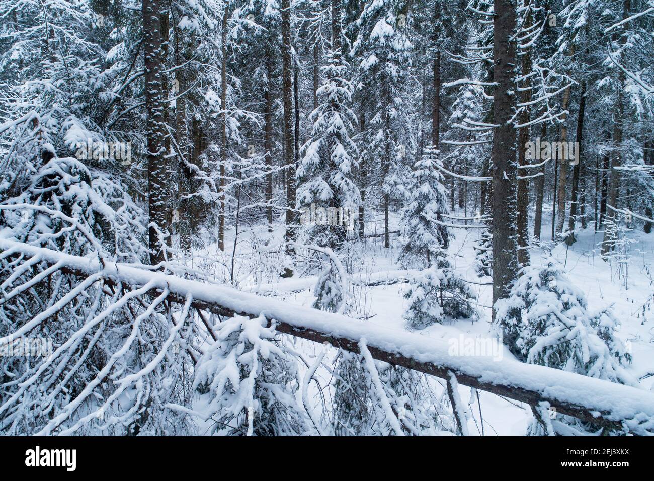 A darkening snowy boreal forest with snow covered trees and a fallen trunk in the foreground. Shot in Estonia, Northern Europe. Stock Photo