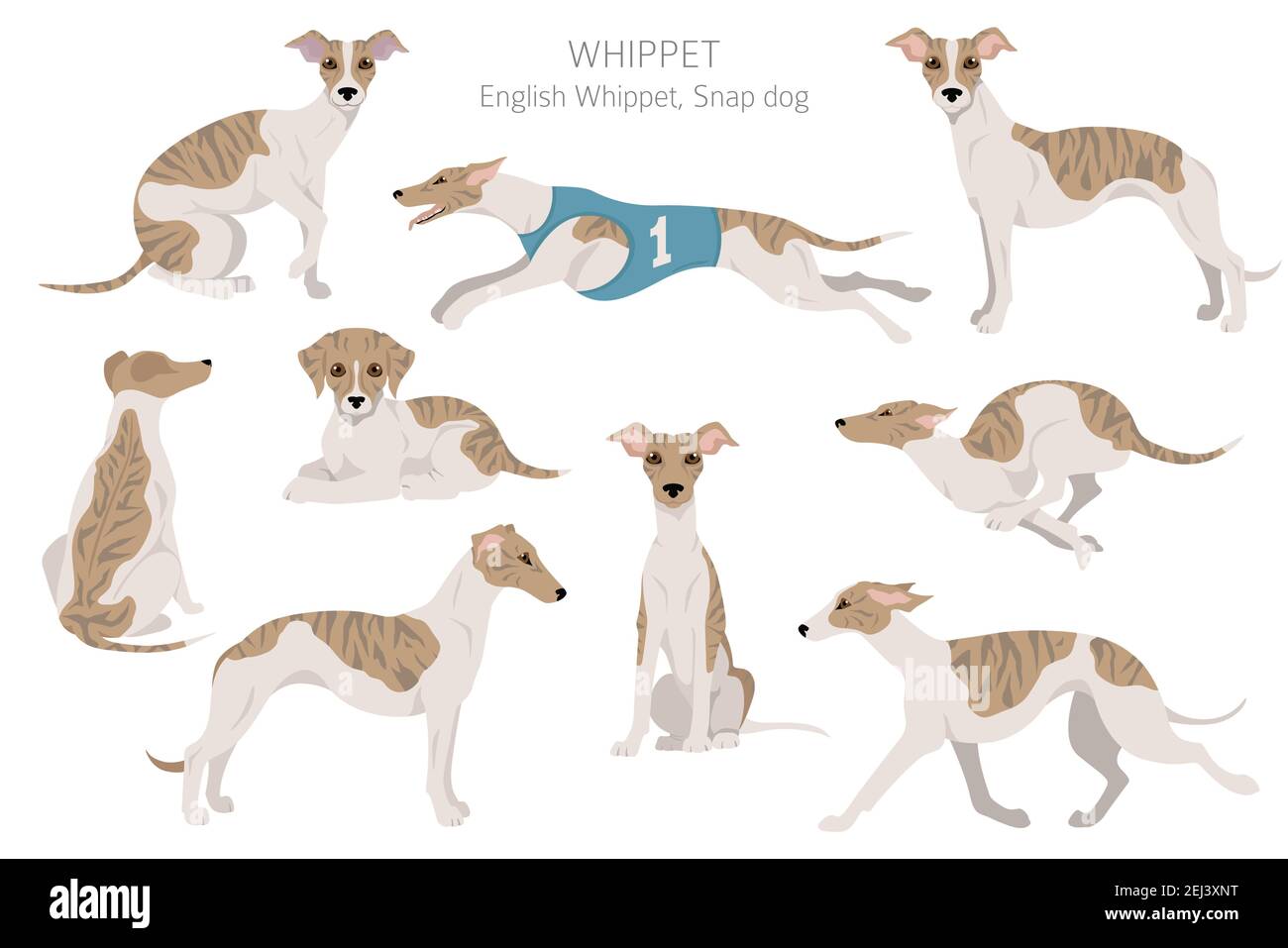 Whippet coat colors Clearance