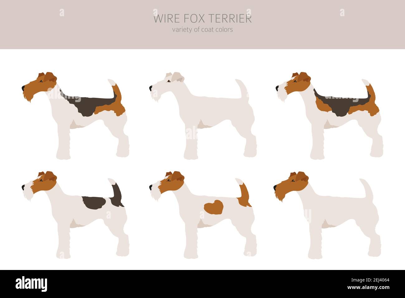 Wire Fox Terrier Clipart Different Poses Coat Colors Set Vector Wire Fox Terrier Clipart Different Poses Coat Colors Set Vector
