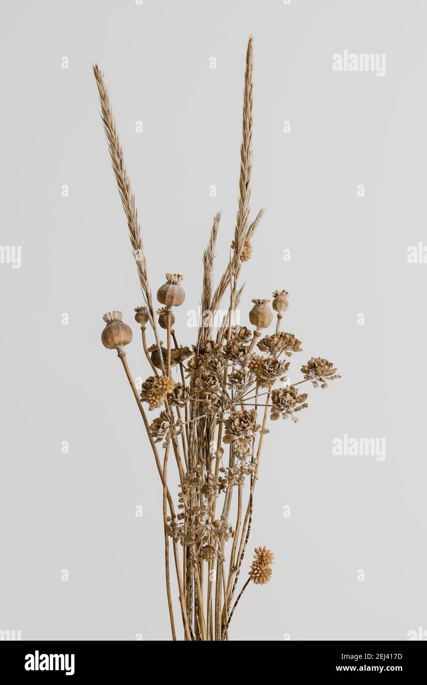 Brown wild dried flower bouquet on white background. Dried poppy head, pampas and grass. Stock Photo