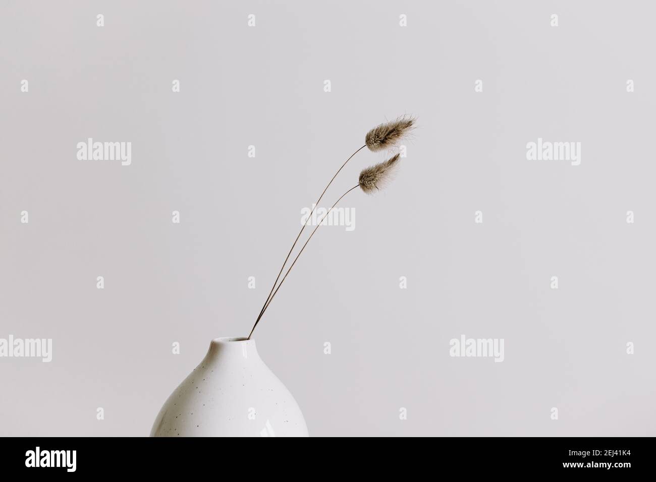 White vase with dried grass. Two Lagurus Ovatus grass. Scandinavian