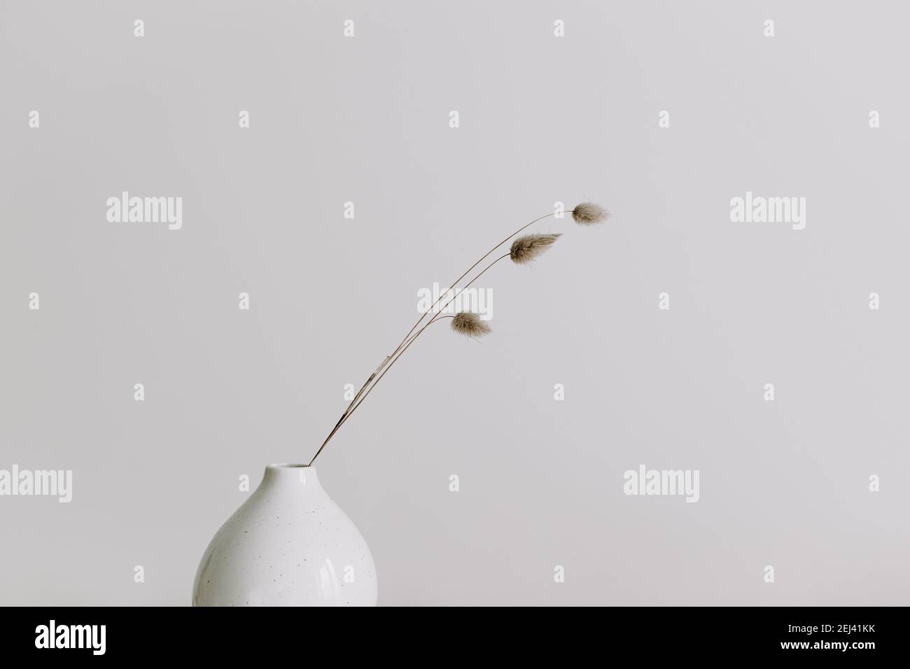 Vase with dry Lagurus ovatus grass. Scandinavian minimal interior decor