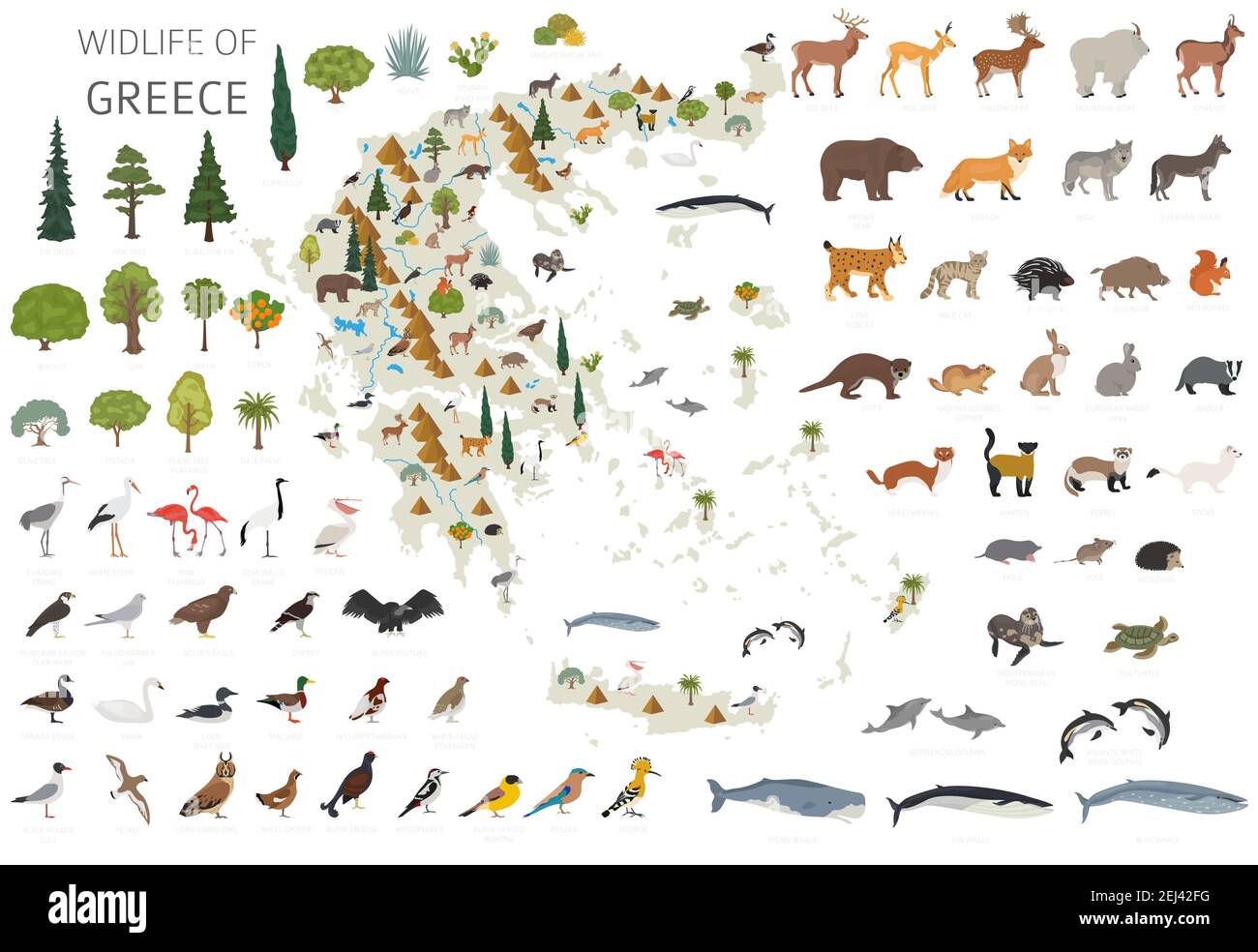Flat design of Greece wildlife. Animals, birds and plants constructor elements isolated on white set. Build your own geography infographics collection Stock Vector