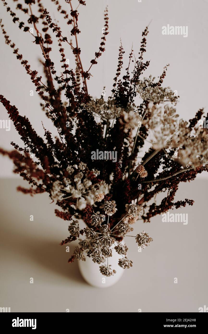 Brown wild dried flower in ceramic vase closeup on grey background Stock Photo