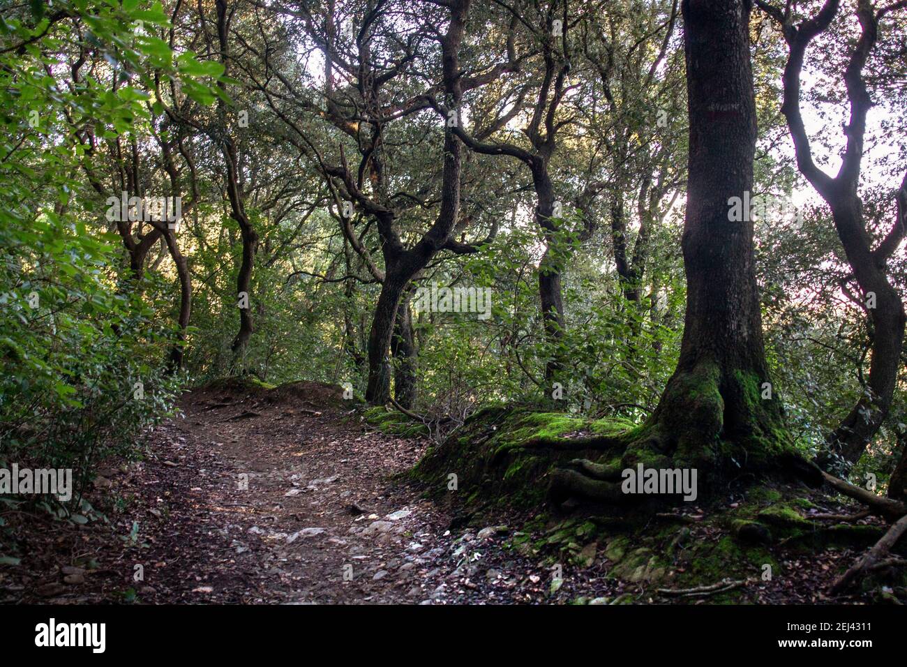 Un trato del camino dentro de los bosques del parque. Stock Photo