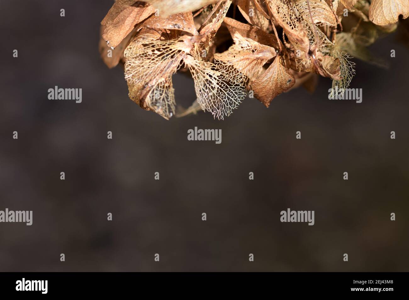 Dry hydrangea umbels against a dark background Stock Photo