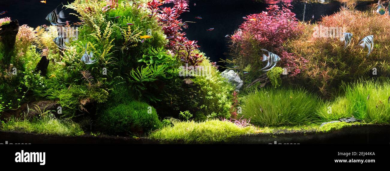 The view of freshwater aquarium with tropical fishes, discus symphysodon multi colored cinchlids with aquatic plants, fishnative to amazon river basin Stock Photo