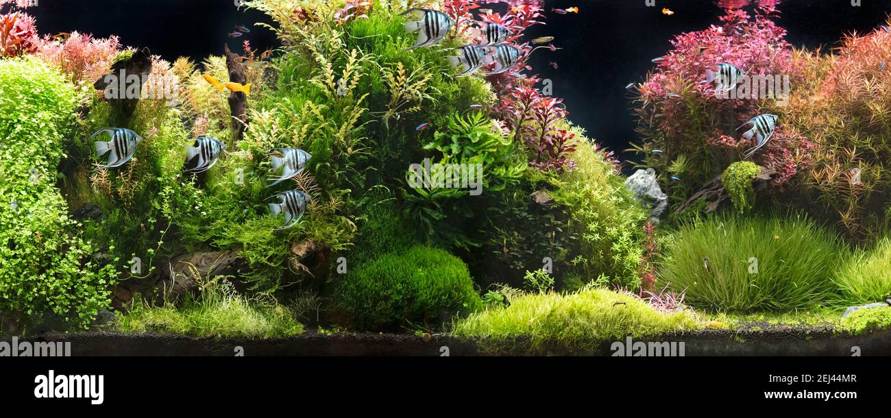 The view of freshwater aquarium with tropical fishes, discus symphysodon multi colored cinchlids with aquatic plants, fishnative to amazon river basin Stock Photo