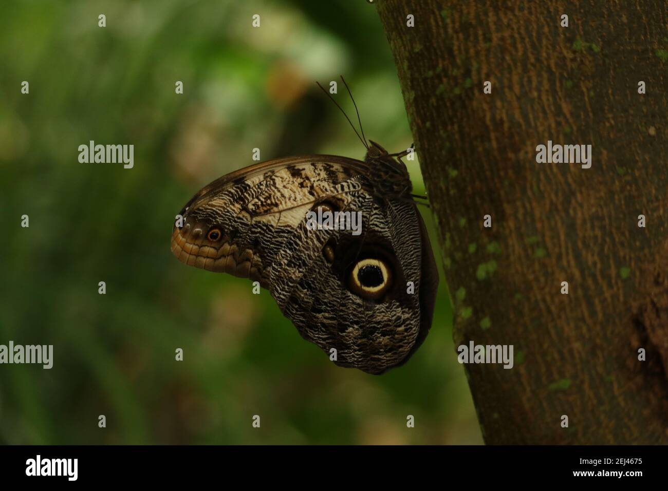 Butterfly at Chester Zoo Stock Photo - Alamy