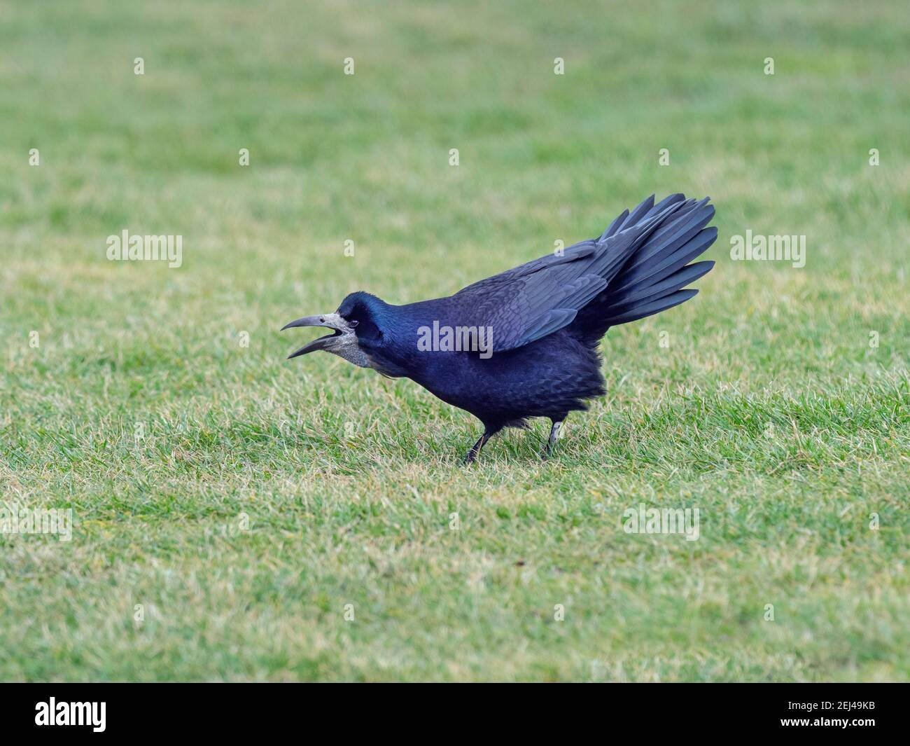 Rook corvus frugilegus calling hi-res stock photography and images - Alamy