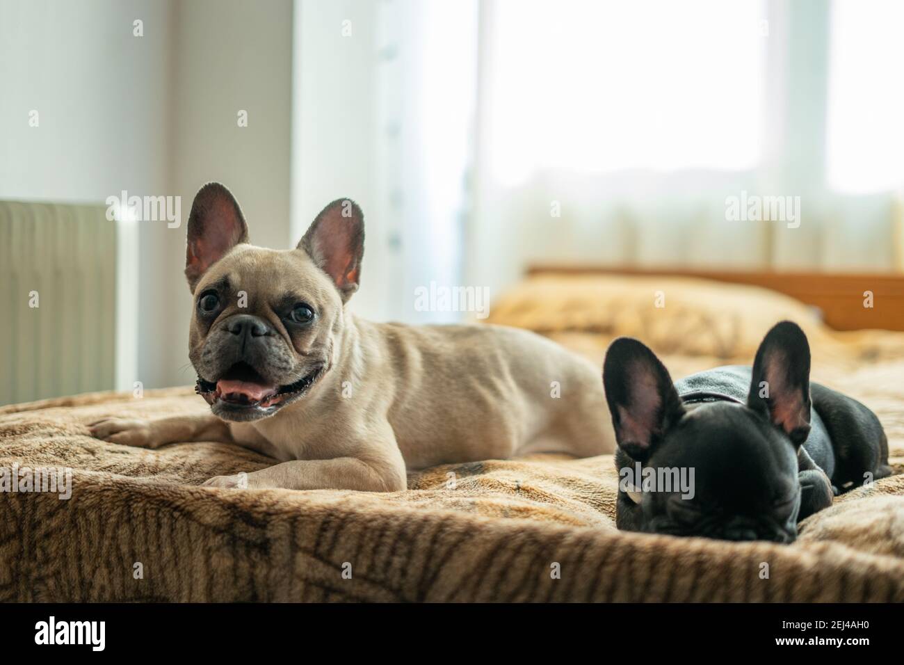 two cute french bulldog or puppy lying or resting on bed in room Stock