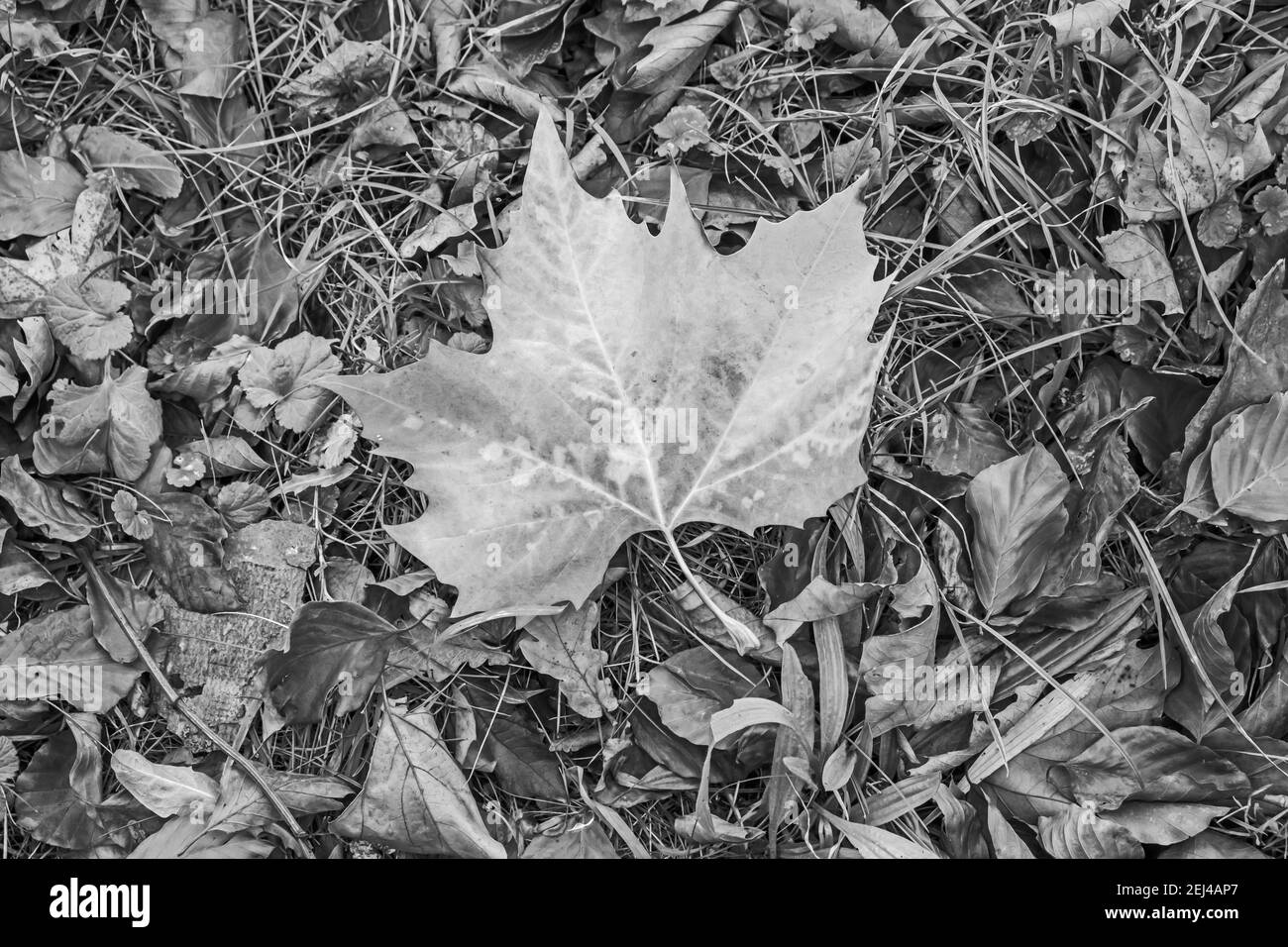 Abstract: Autumn Sycamore tree leaf lying on the ground amongst other fallen leaves, grasses and plants Stock Photo