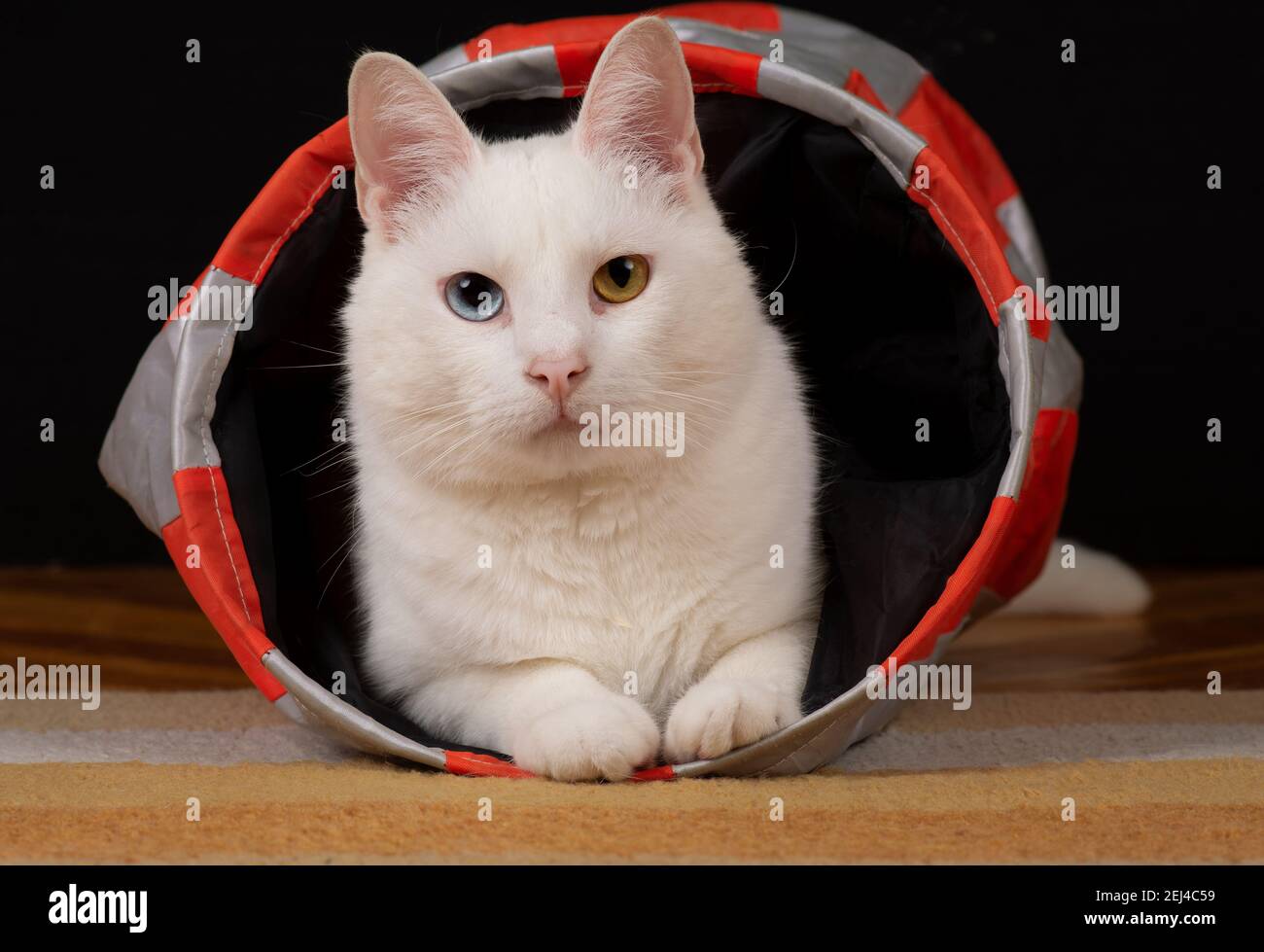 Adorable young tomcat is lying in his cat toy tunnel. He has a complete heterochromia iridis, a variation in coloration of irises. Stock Photo