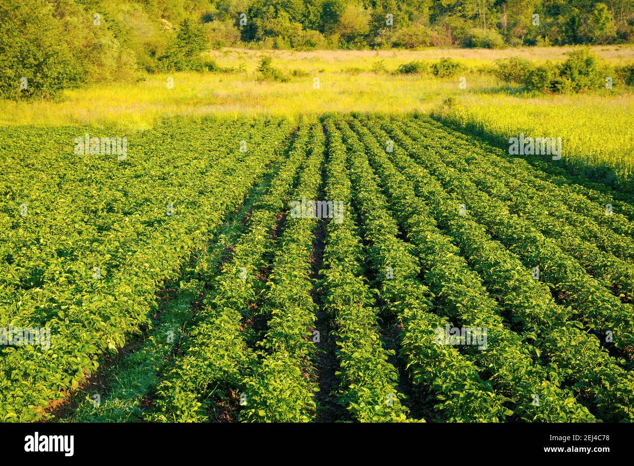 potato plants grow in a row. lush rural field in morning light. organic crop vegetation. green agricultural background in summer Stock Photo
